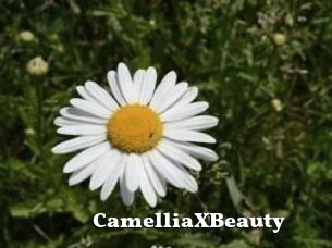 Camellia_XBeauty