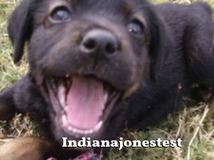 Indianajonestest