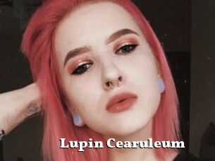 Lupin_Cearuleum