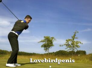 Lovebirdpenis